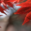 住吉神社の紅葉（モミジ）１