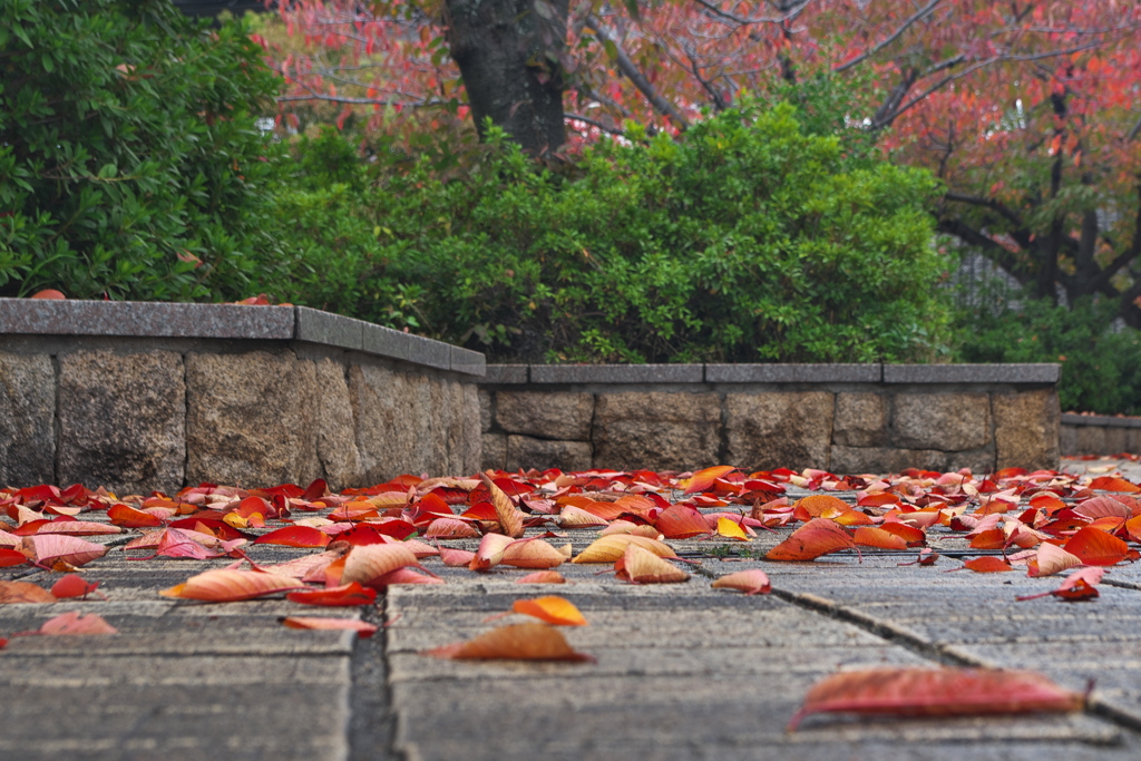 公園の桜葉の落ち葉１