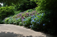 神戸は森林植物園の紫陽花１