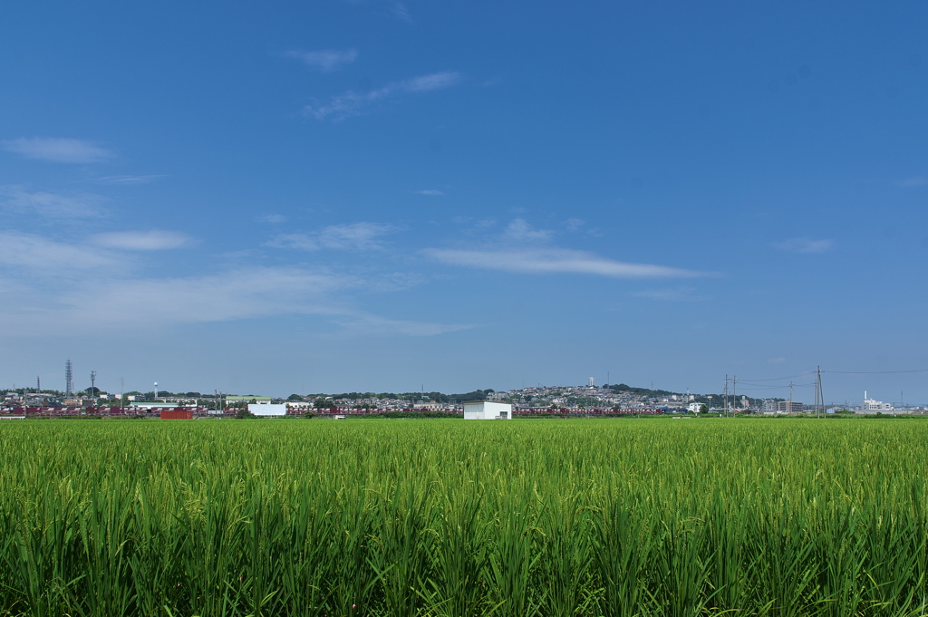 夏空と田圃と２
