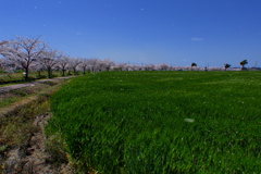 曇川緑道公園桜並木と麦畑１