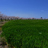 曇川緑道公園桜並木と麦畑１