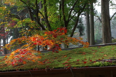 京都南丹龍隠寺（りょうおんじ）の紅葉３