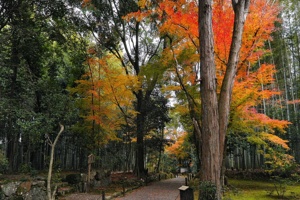 竹の寺地蔵院（じぞういん）１