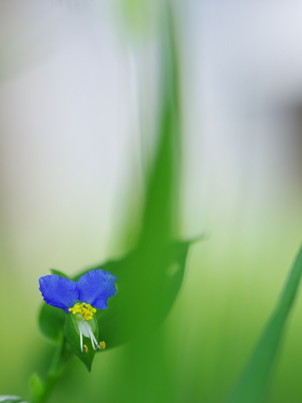 （まだまだ）夏の花々３４（露草）