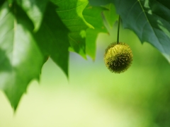 盛夏の緑５（鈴掛）