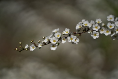 初春に咲く雪柳（ユキヤナギ）２