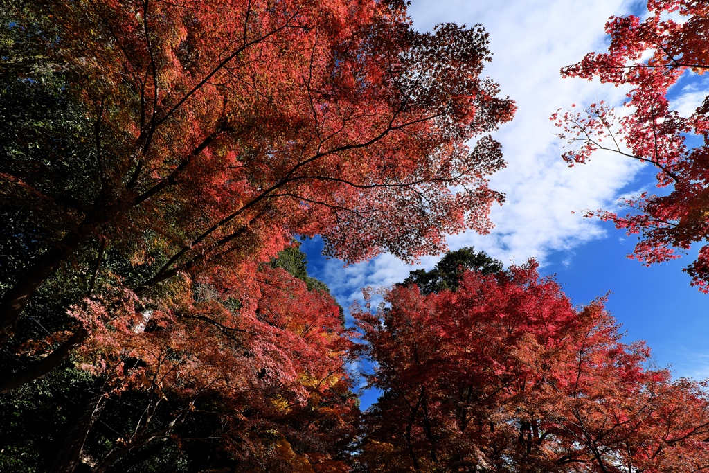 光明寺のもみじ参道４