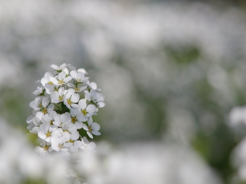 春来る１２（雪柳２）