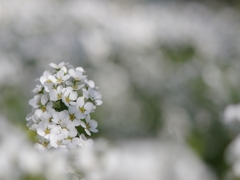 春来る１２（雪柳２）