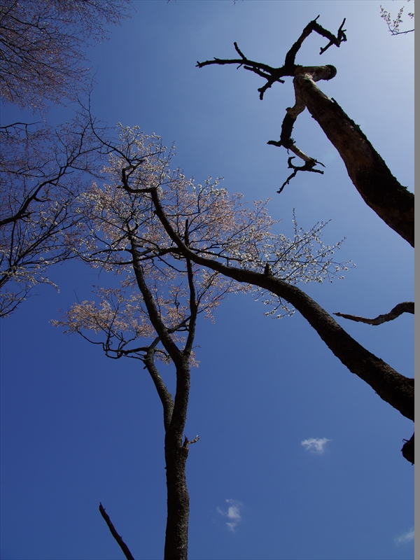 吉野千本桜１