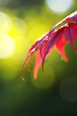 近所の神社に訪れた紅葉３