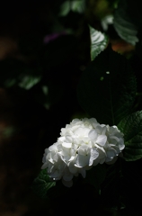 純白の紫陽花（アジサイ）