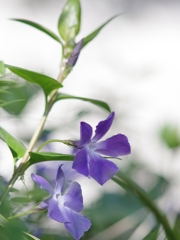 春来る１１（蔓日々草２）