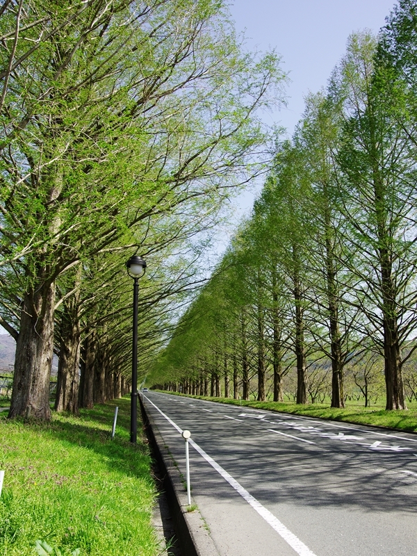 新緑の候１（マキノ町のメタセコイア並木）