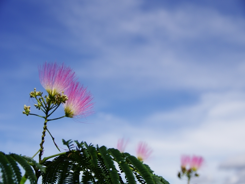 夏の花々１３（合歓木）