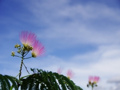 夏の花々１３（合歓木）