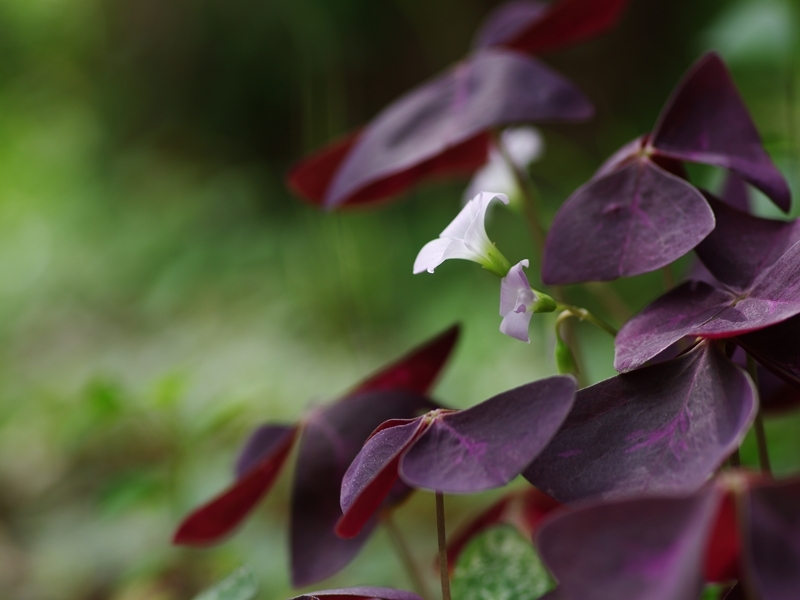 （まだまだ）夏の花々３６