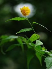 夏の花々９（山吹２）