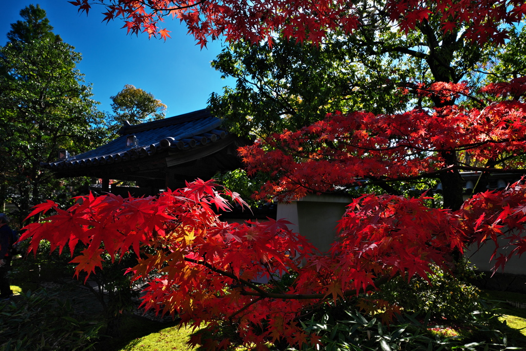 好古園（こうこえん）にて（紅葉）２