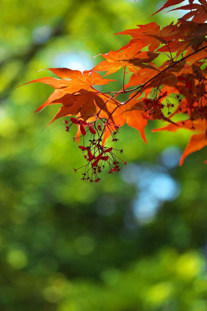 若葉が赤い紅葉（モミジ）２