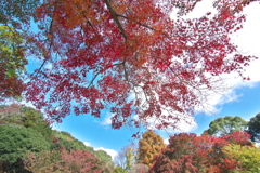 須磨離宮公園にて１（紅葉１）