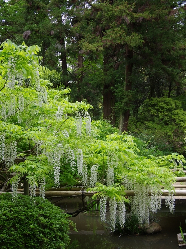 萬葉植物園１（白野田藤１）