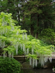 萬葉植物園１（白野田藤１）