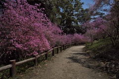廣田神社の小葉三葉躑躅（コバノミツバツツジ）１