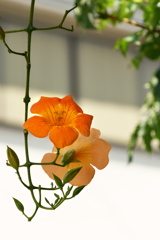 街角に咲く夏の花（ノウゼンカズラ）