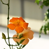 街角に咲く夏の花（ノウゼンカズラ）