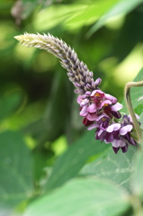 葛（クズ）の花