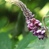 葛（クズ）の花