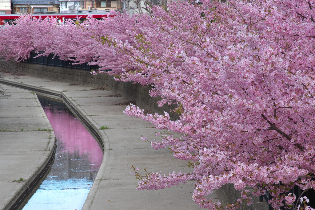 淀水路の河津桜（カワヅザクラ）２