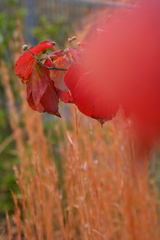 公園の花水木（ハナミズキ）の紅葉１
