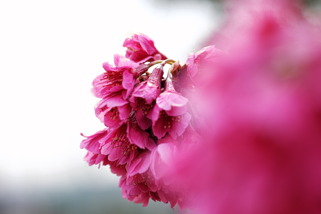 公園に咲く彼岸桜（ヒガンサクラ）１