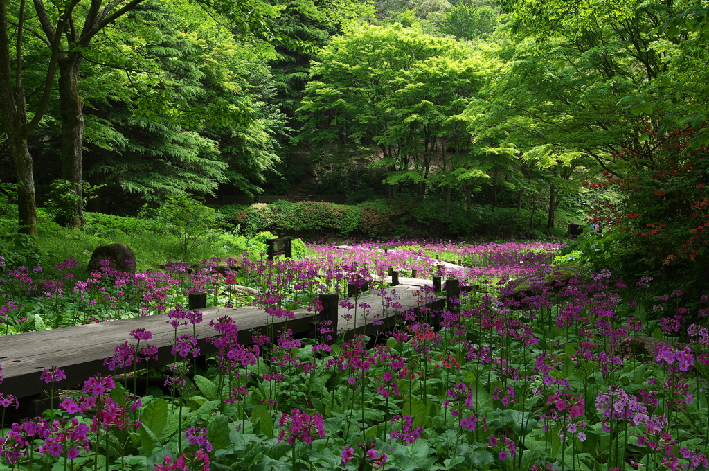 六甲高山植物園の九輪草（クリンソウ）２