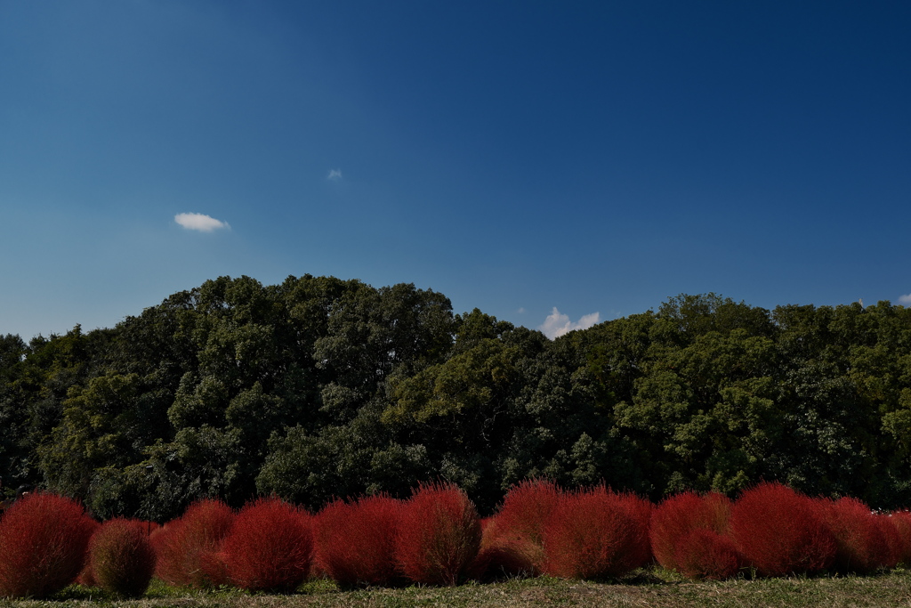 万博記念公園花の丘にて４（コキアの紅葉）