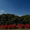 万博記念公園花の丘にて４（コキアの紅葉）