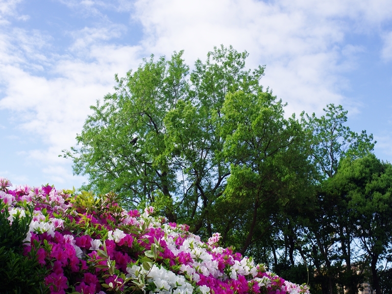 新緑の候５（北公園）