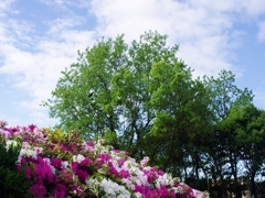 新緑の候５（北公園）