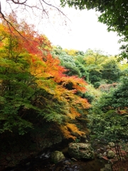 箕面公園の紅葉５