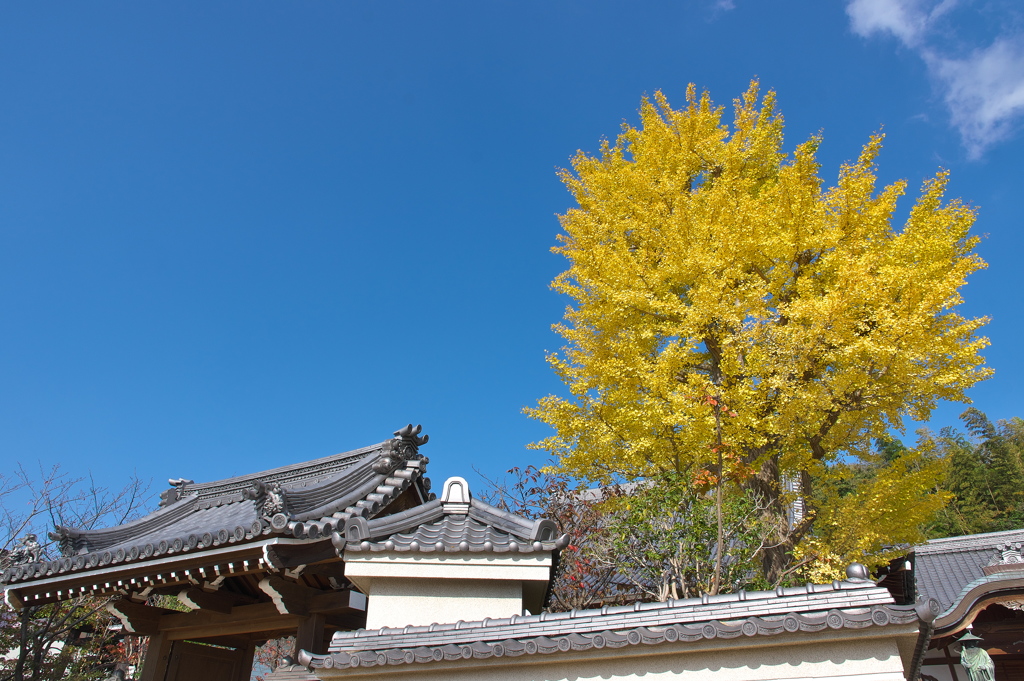 街角の黄葉（イチョウ）