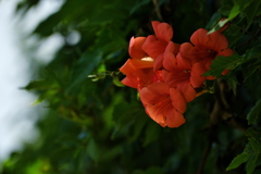 真夏の花亜米利加凌霄花（アメリカノウゼンカズラ）