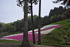 芝桜の小道２