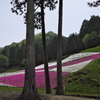 芝桜の小道２