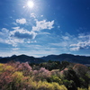 西吉野鹿場（ししば）の桃源郷２