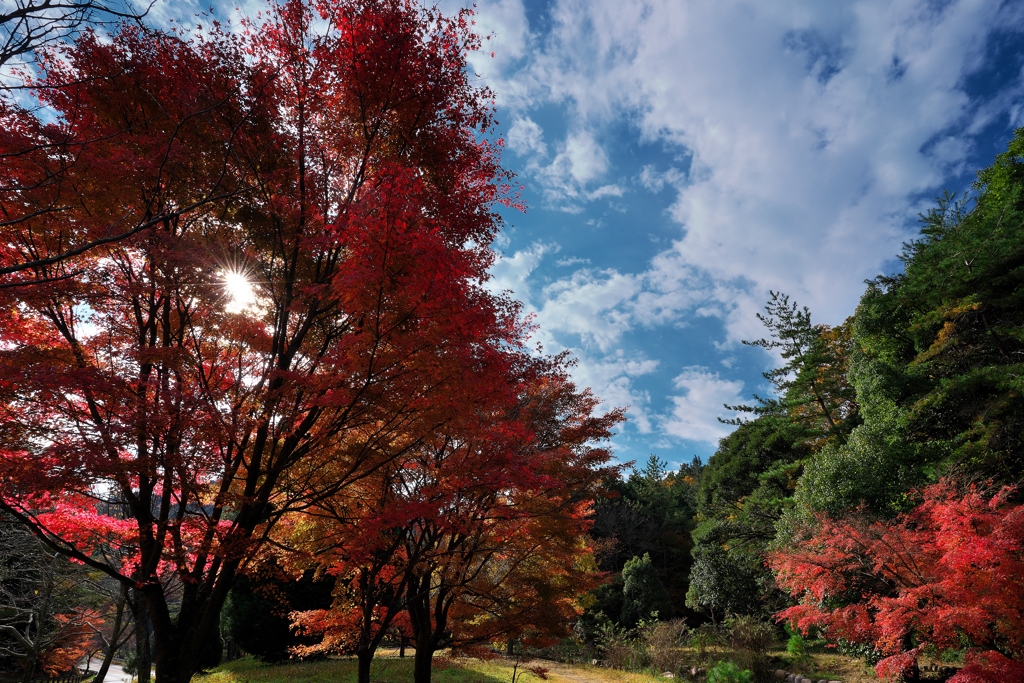 再度（ふたたび）公園の紅葉１