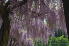 白井大町藤公園１