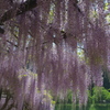 白井大町藤公園１